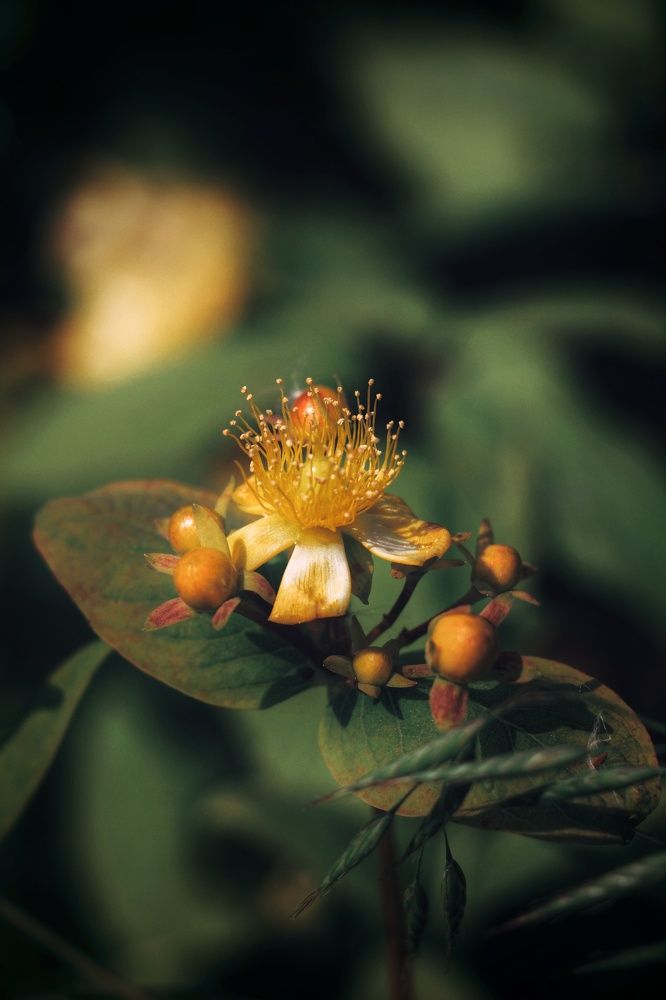 Фотография автора soroush Mohammadpour