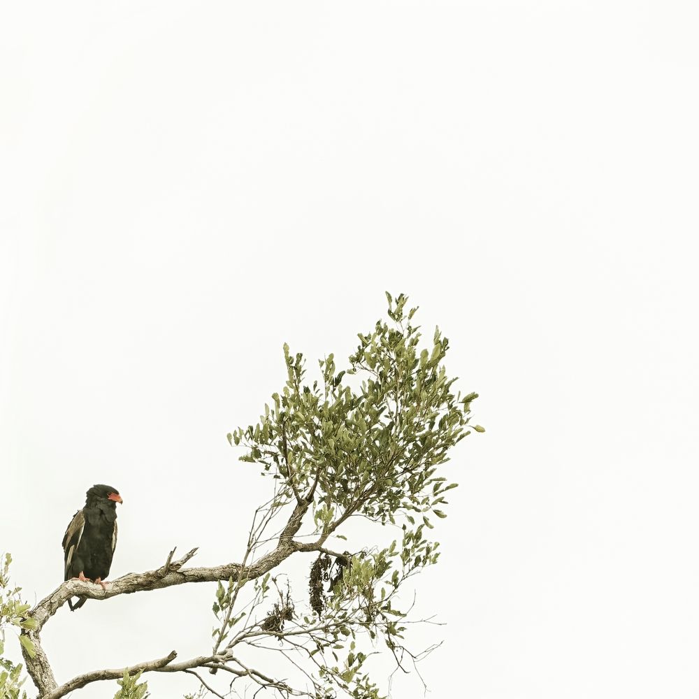 Фотография автора Martine BOUR