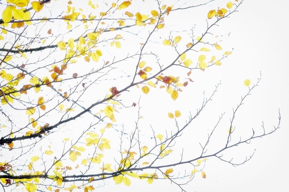 Фотография автора Martine BOUR