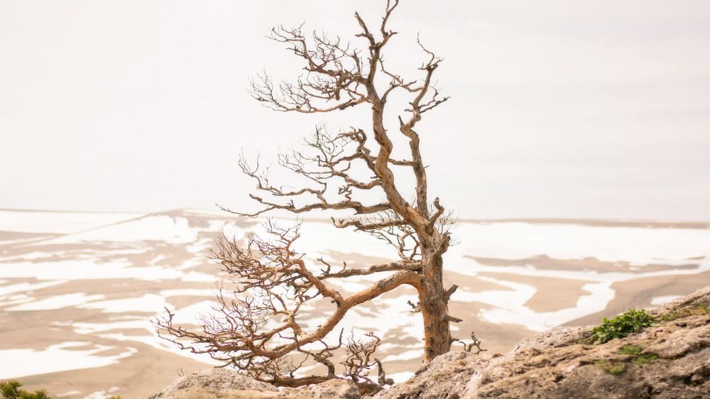 сухая сосна на хребте Утюг Лаго-Наки