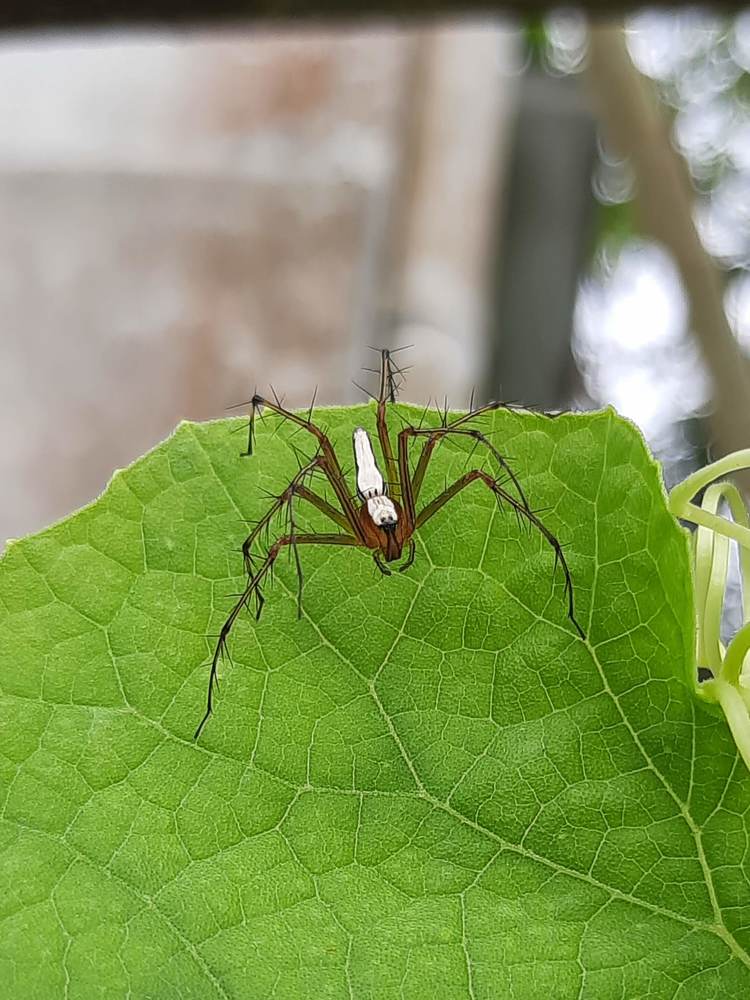 Photograph by Dimuth De Zoysa