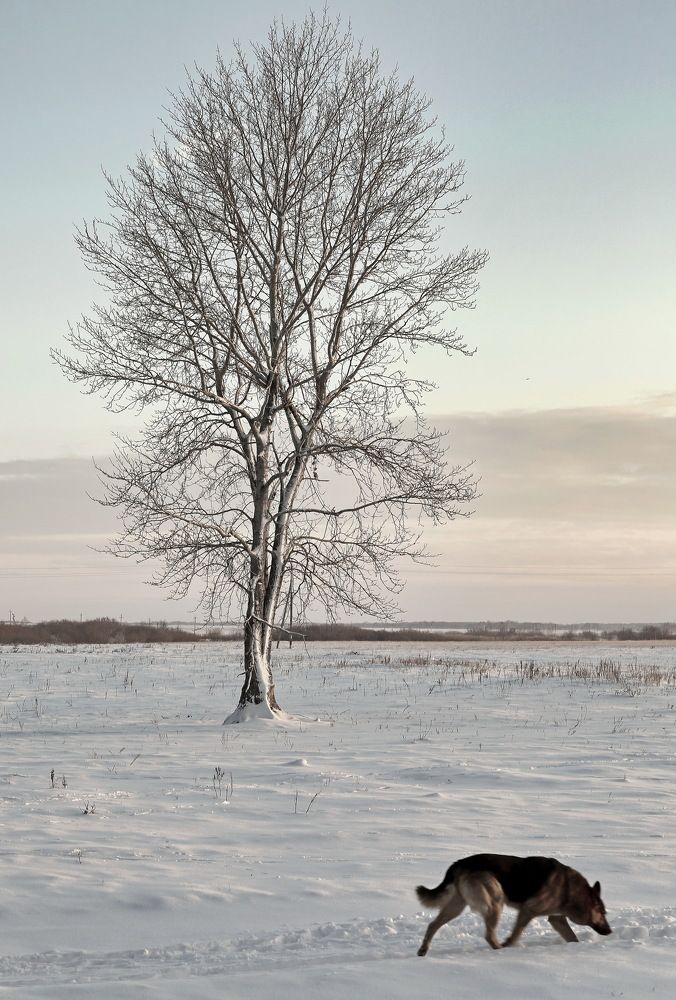 Photograph by Андрей Стародубцев