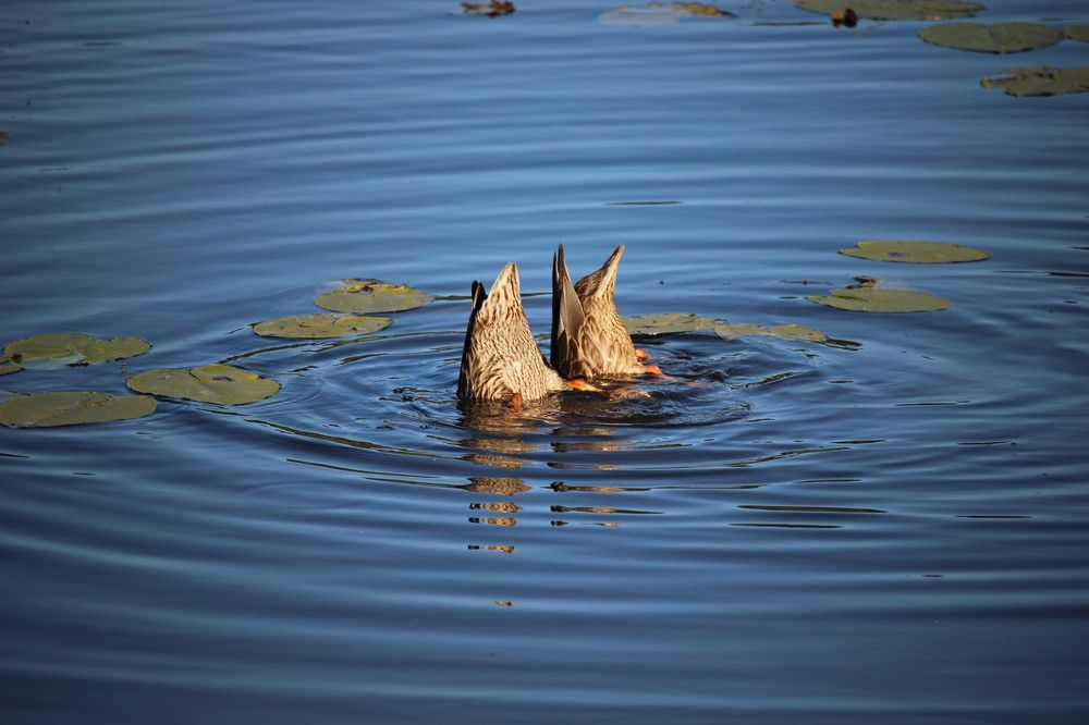 Photograph by Галина Мазур