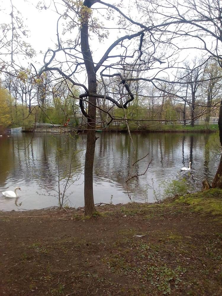 Лебеди на Елагином острове в Санкт-Петербурге.