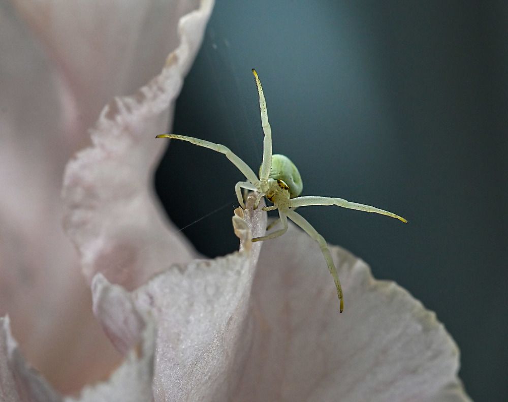 Photograph by Савчук Сергей