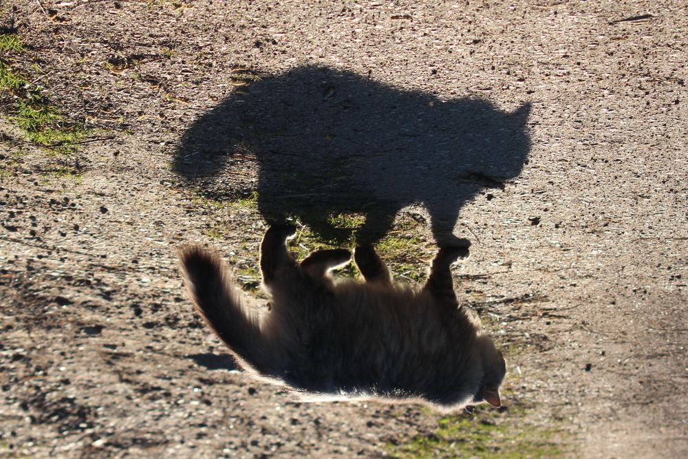 Кот Бегемот