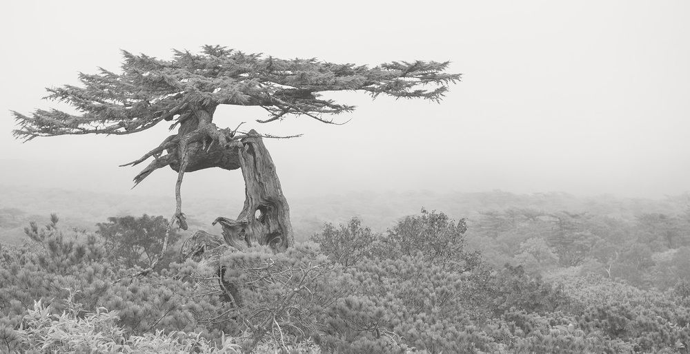 Photograph by Алексей Романов