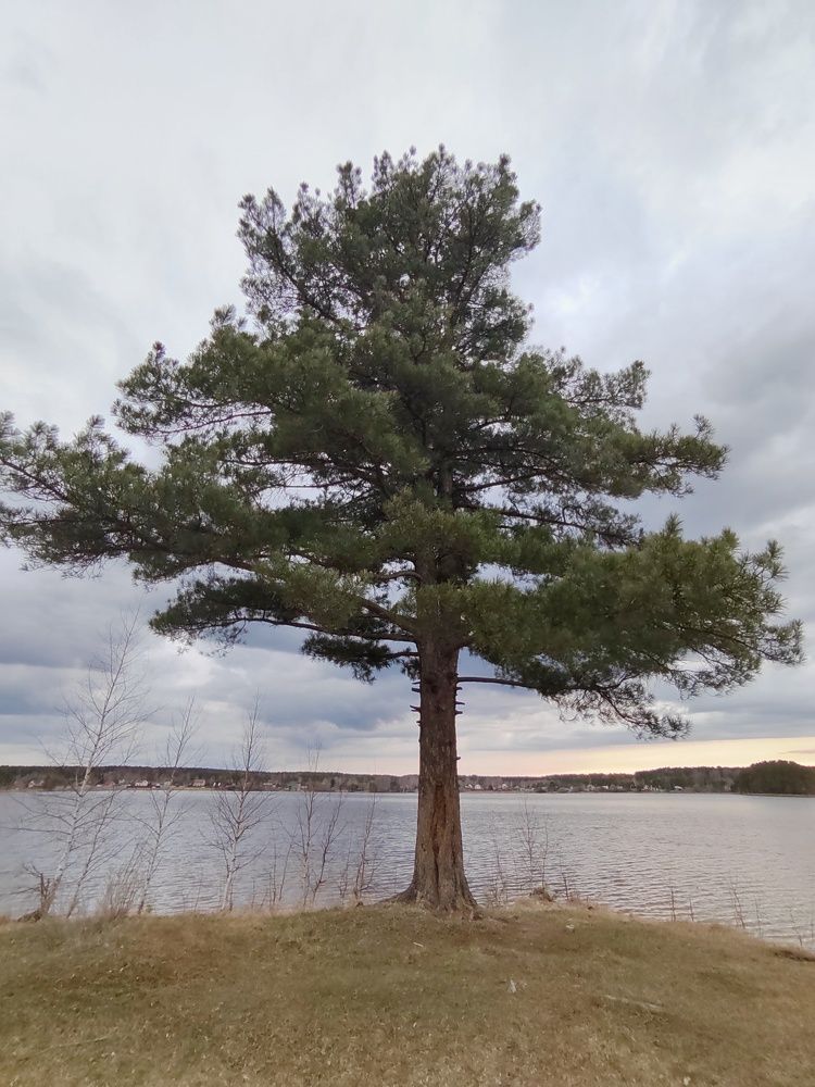 Photograph by Елена Аверьянова