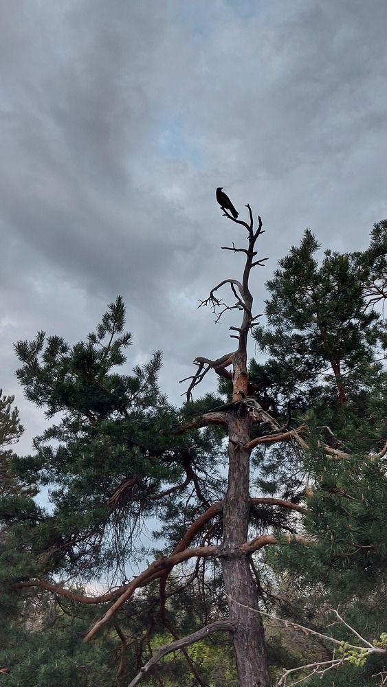 Photograph by Татьяна Бородина