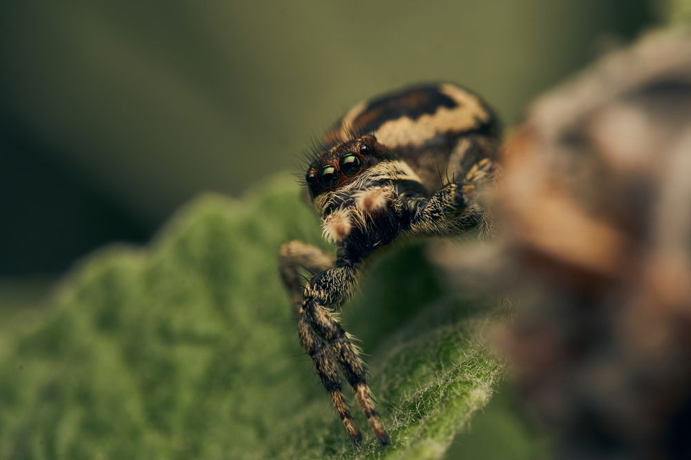 Фотография автора Santiago Diaz Aragon