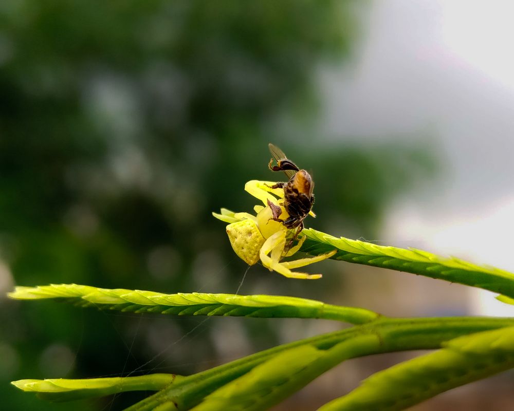 Фотография автора Subham Banerjee
