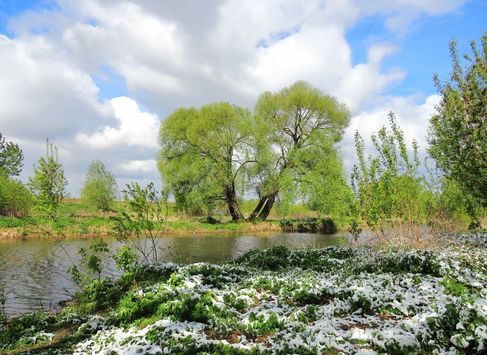 Припорошен берег майским снегом