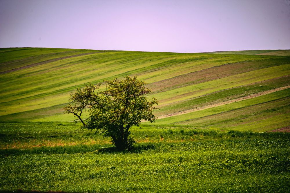 Photograph by DAMOUN POURNEMATI