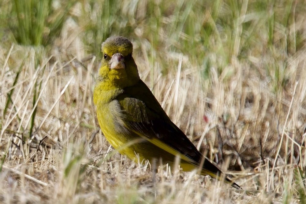 Разнообразие