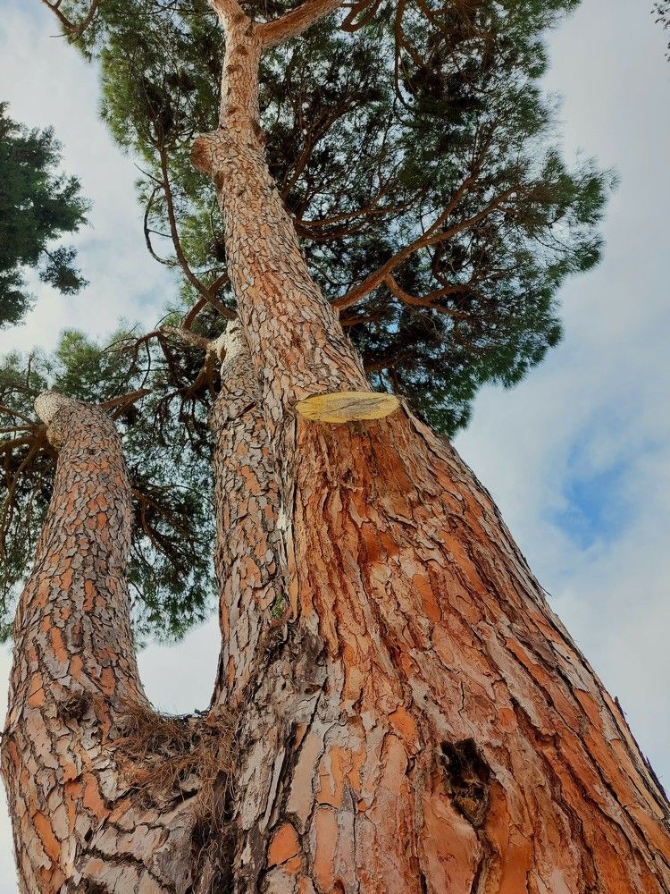Photograph by GILA OLLIER