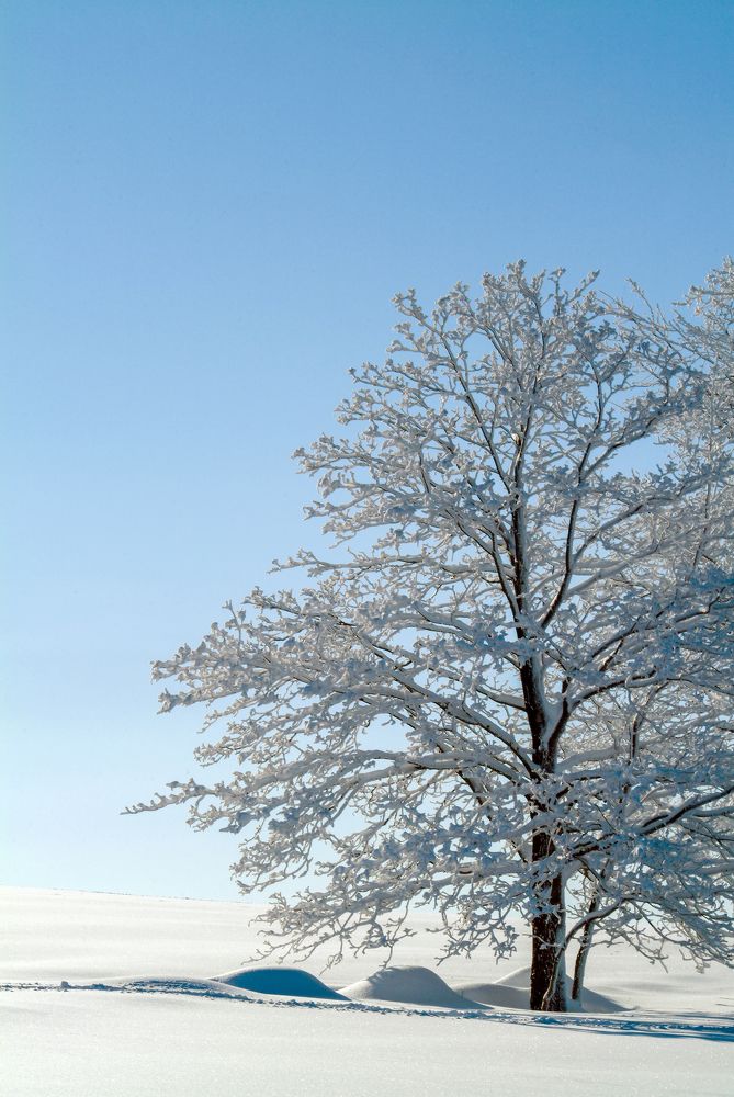 Фотография автора Chorche Prigo