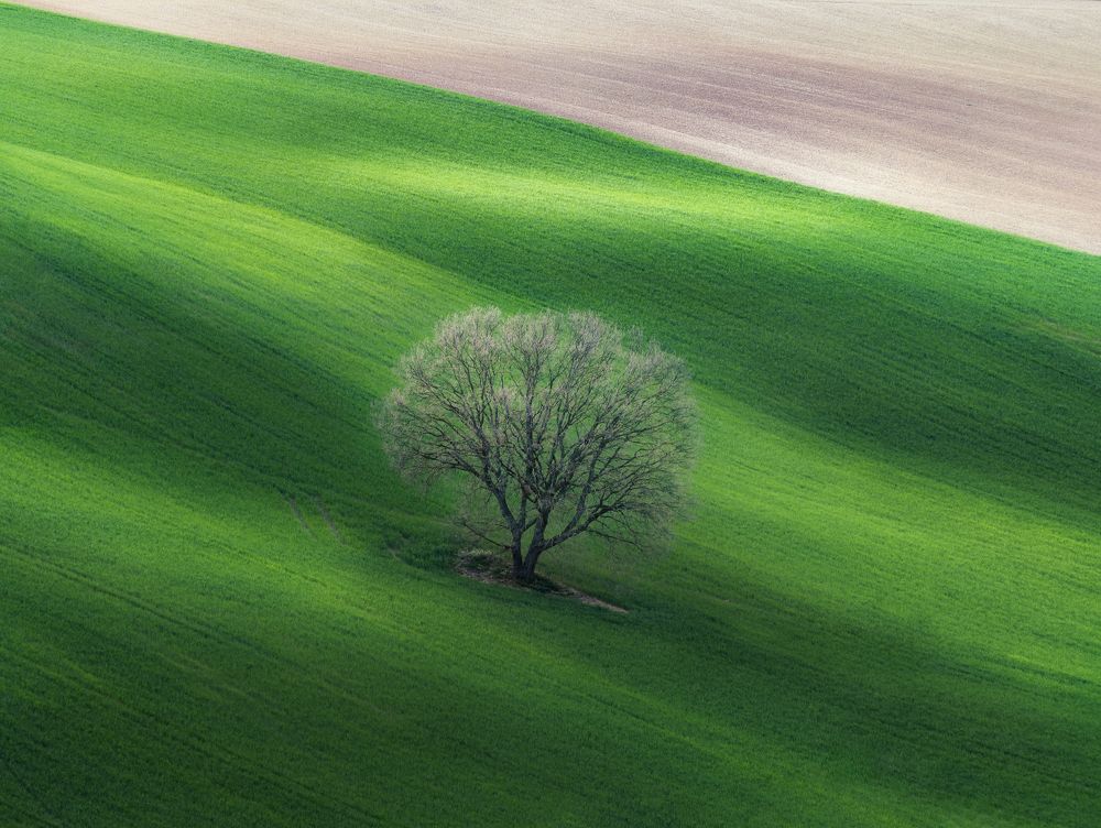 The lonely tree