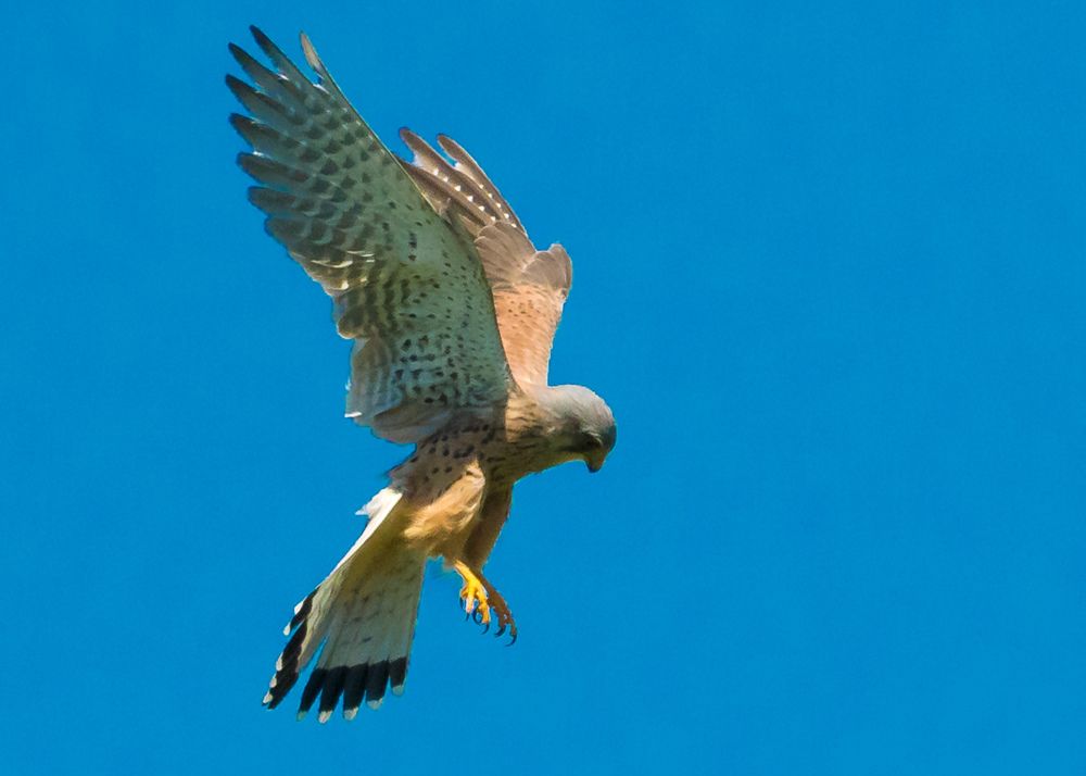 Сокол над парком Верлиц