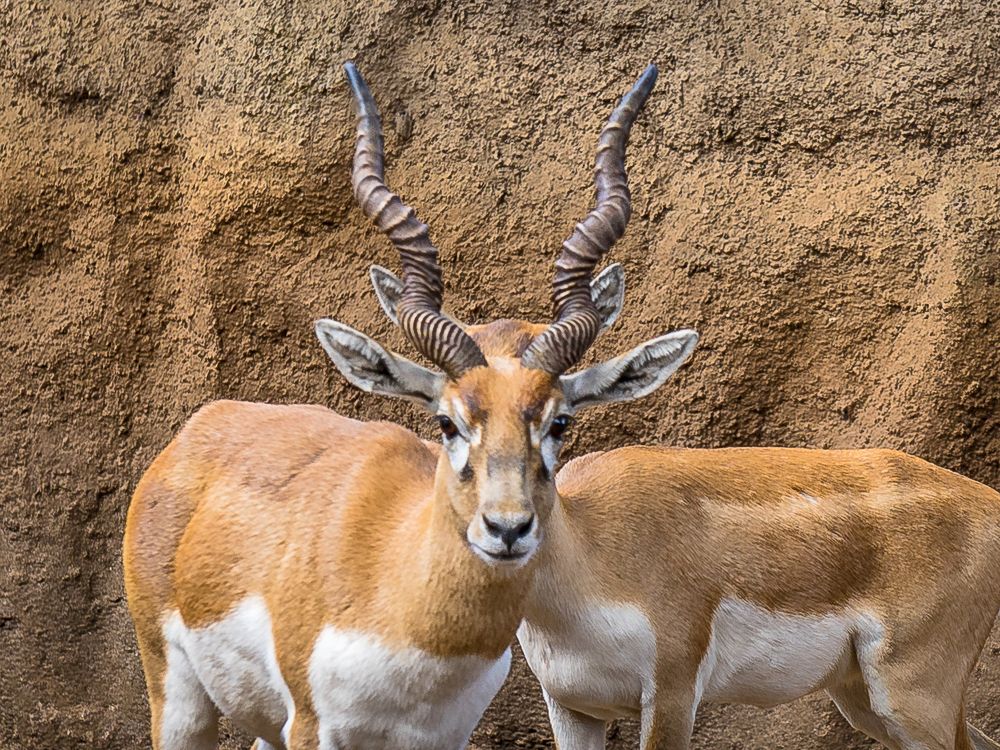 DOUBLE ANTELOPE