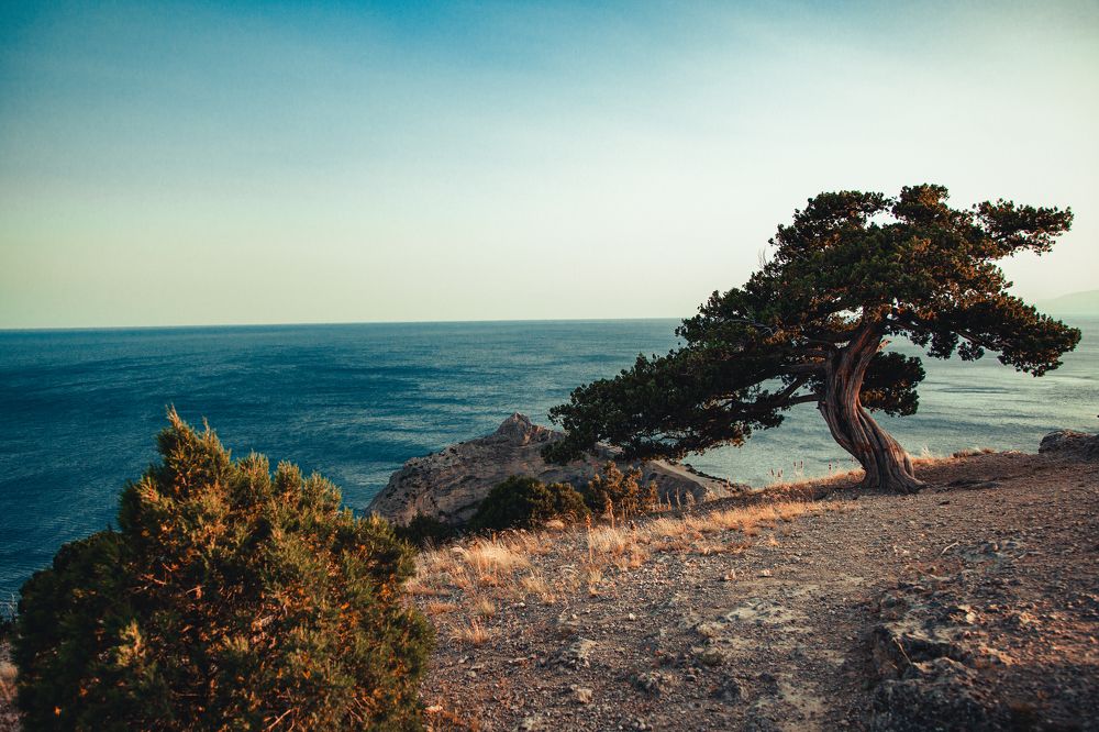 Сосна Станкевича