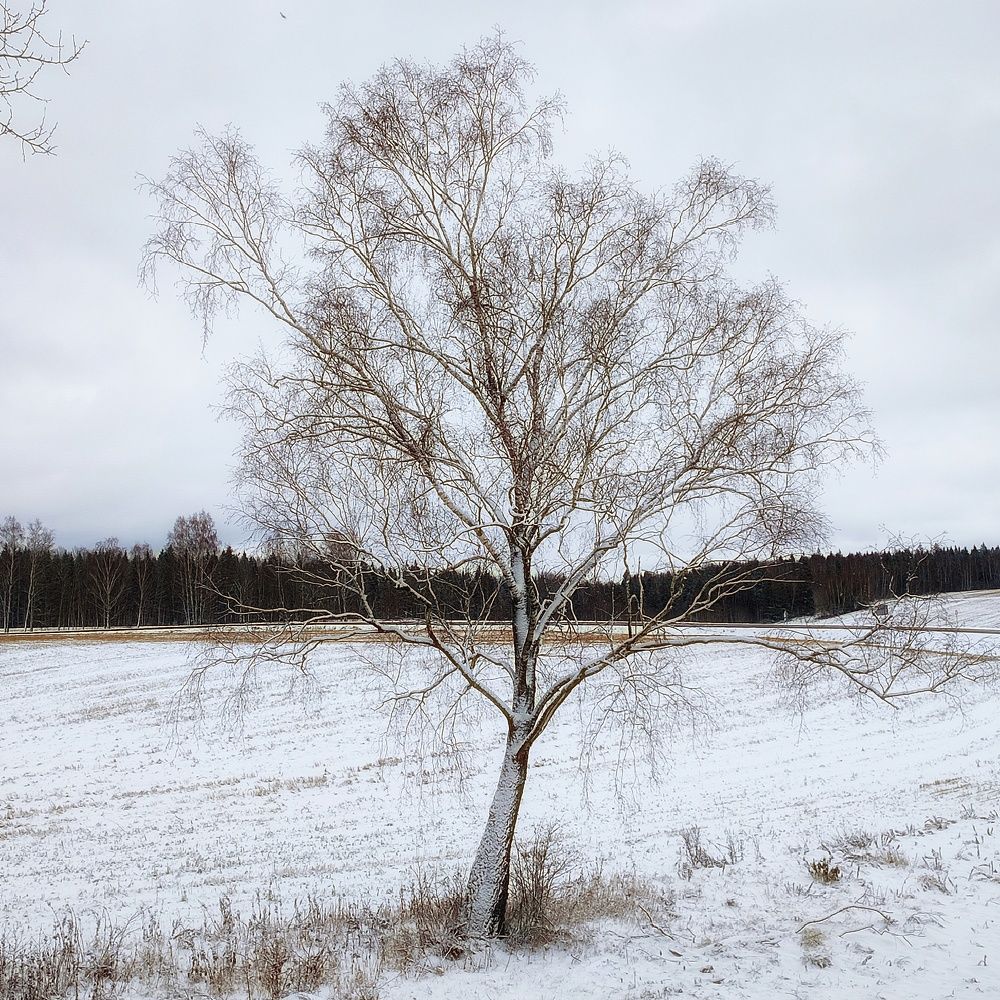 Photograph by Сергей Симаков