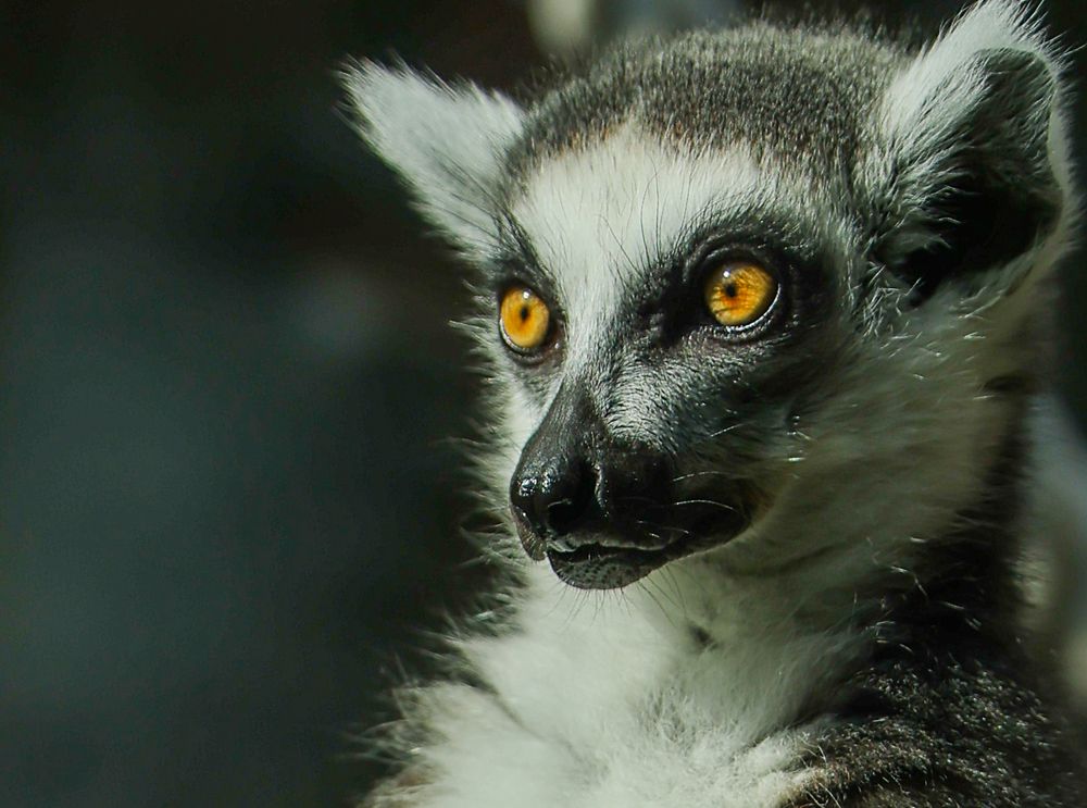 Глаза Солнца