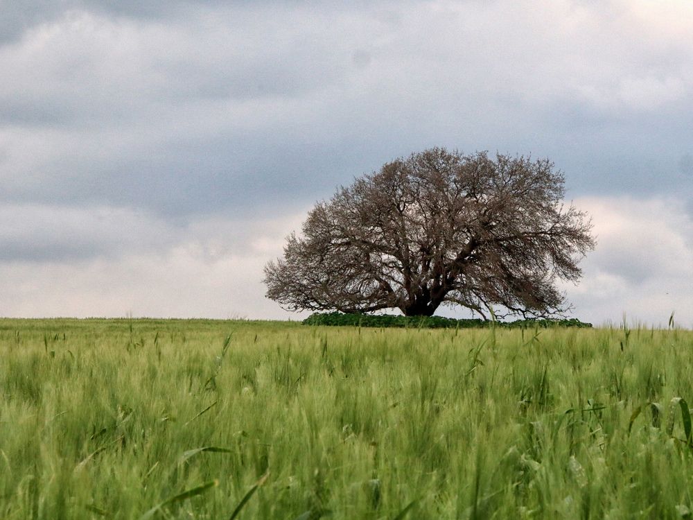 Photograph by Drora Baharal