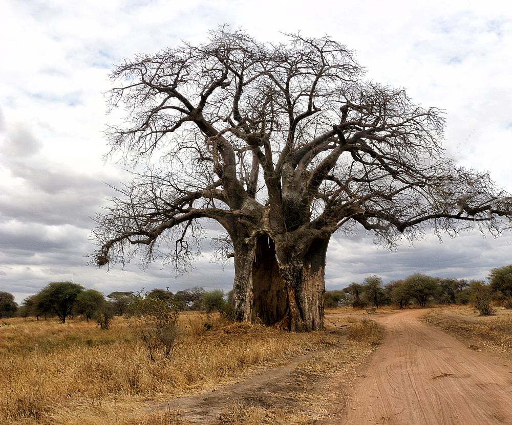 Photograph by Drora Baharal