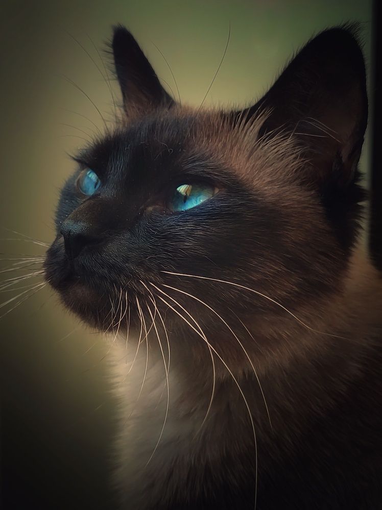 Фотография автора Юлияна Стоянова