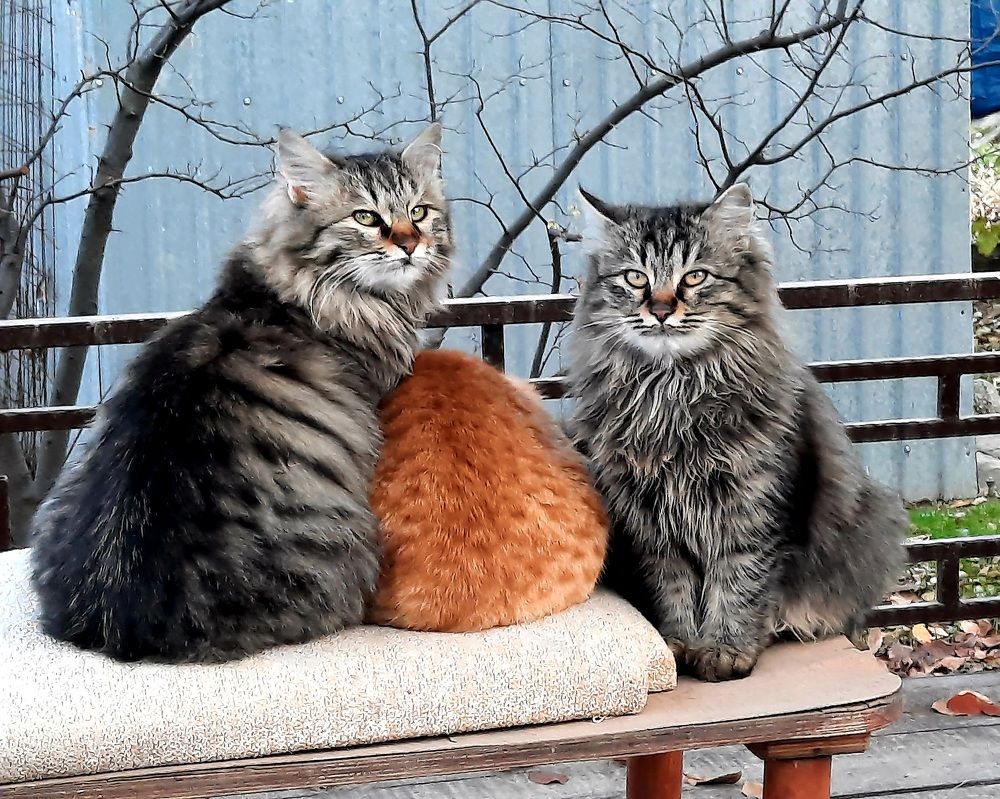 Фотография автора Южный Взгляд