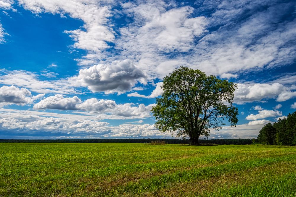 Фотография автора Oleg Podlesnykh