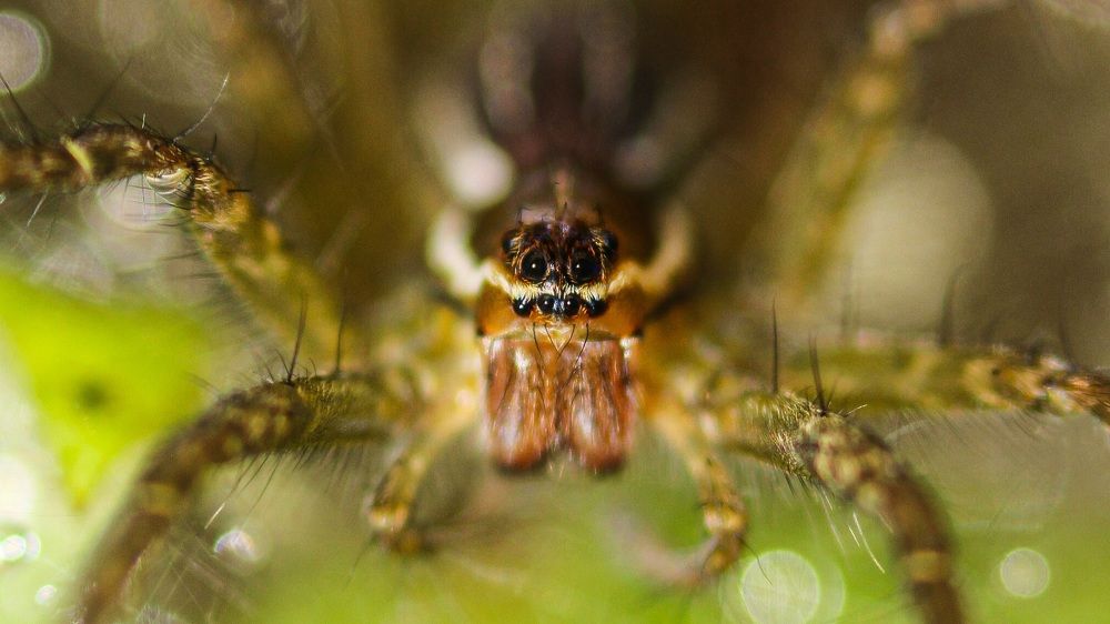 Photograph by Mathew Nishanth A