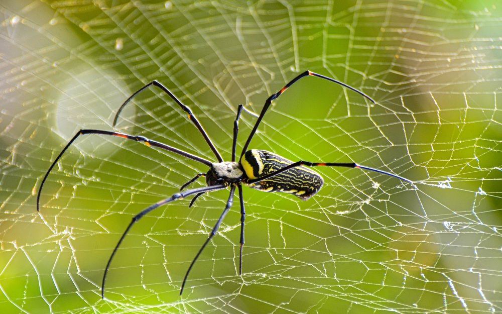 Photograph by Mathew Nishanth A