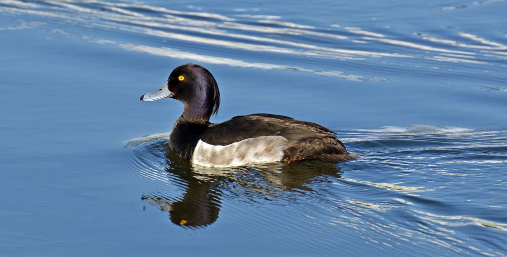 Чернеть хохлатая.