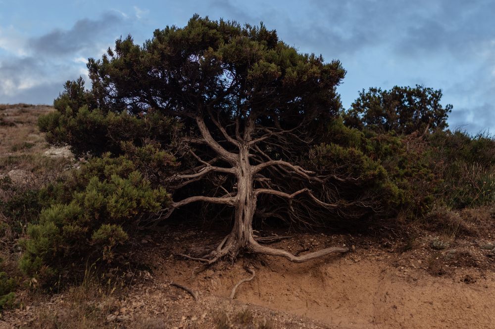 Photograph by Анна Лисина