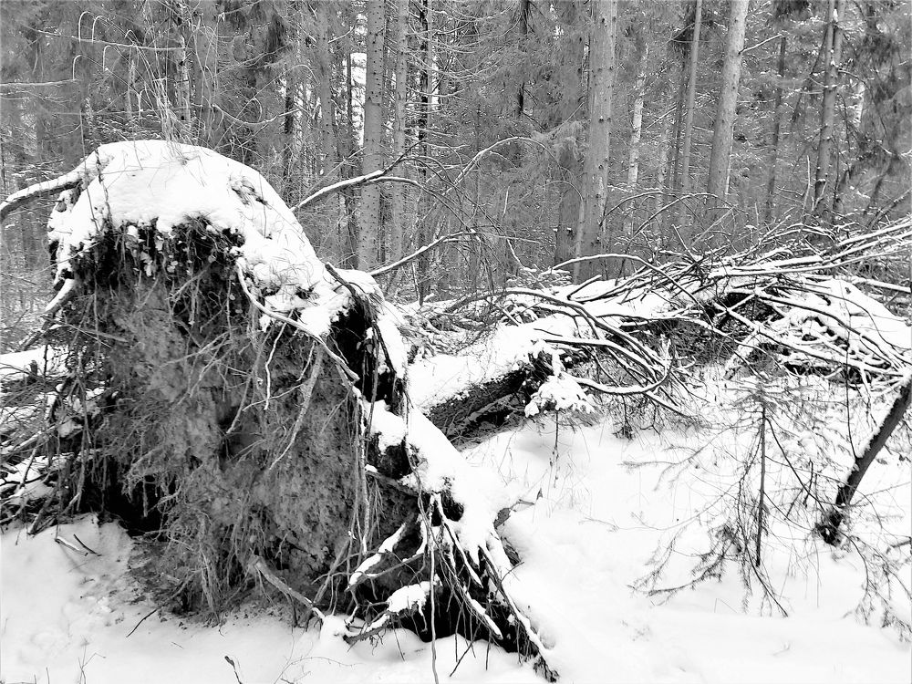 Photograph by Андрей Скрипниченко