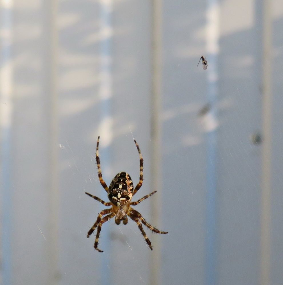 Cross spider close-up