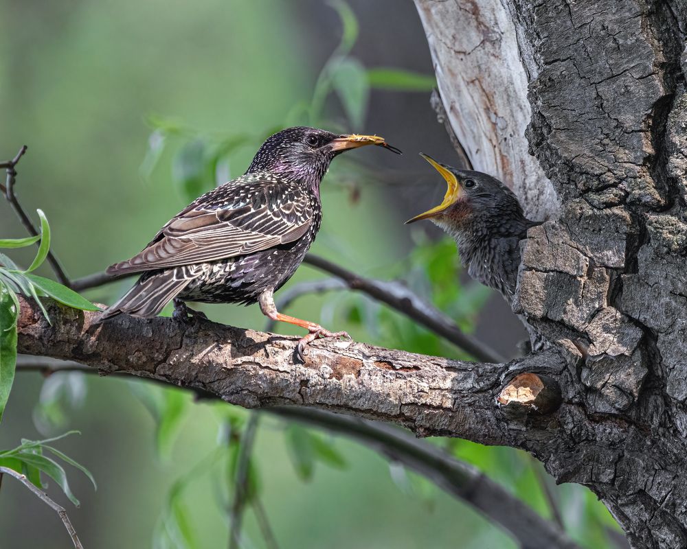 Кушать хочу!!!