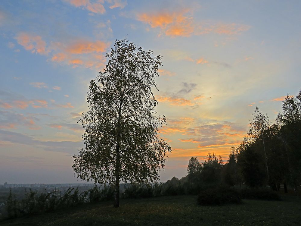 Birch at sunset
