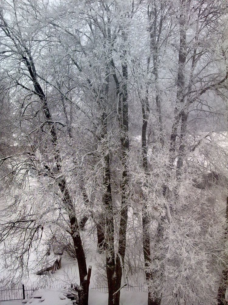 Зимний снежный лес стена плоский белый фон