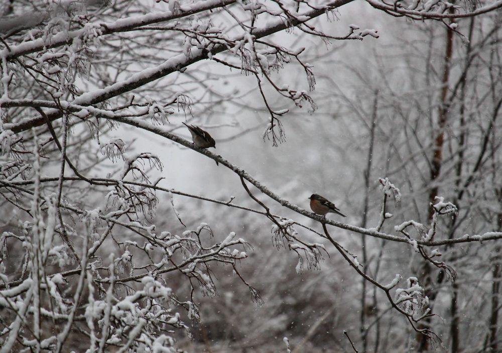 Photograph by Скорняков