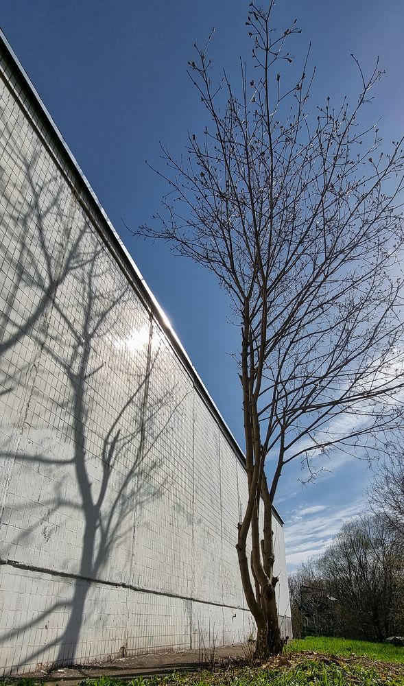 Фотография автора Светлана Алексеева