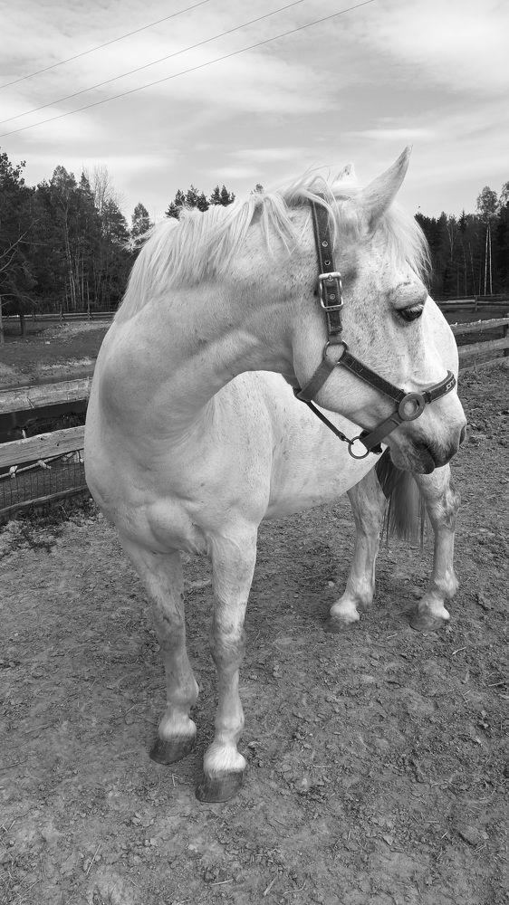 Чарли- жеребец.