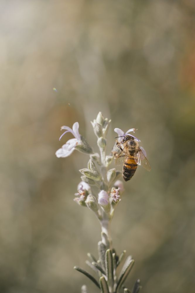 The bee on the rosemary flower.