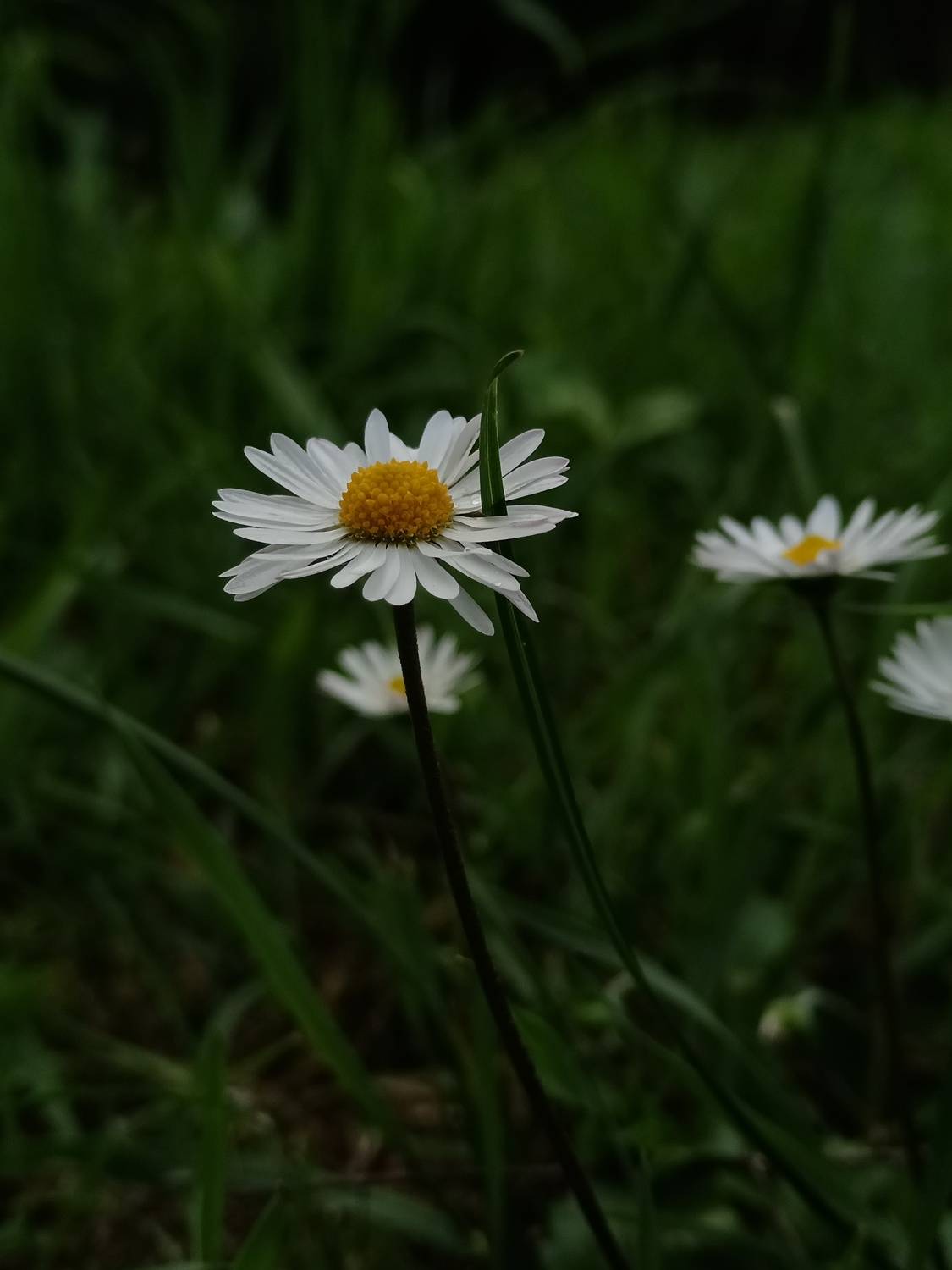Photo #10631407