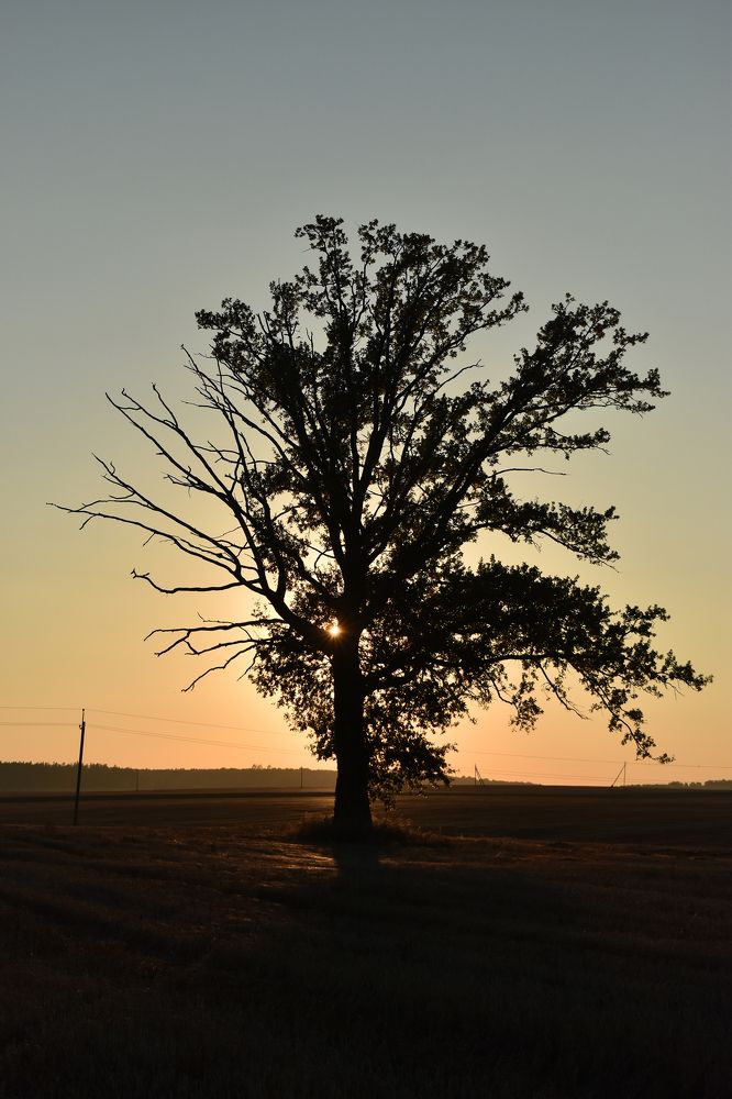 Наполовину живое.