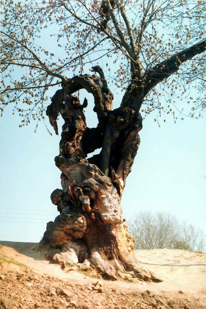 И всё ещё живое