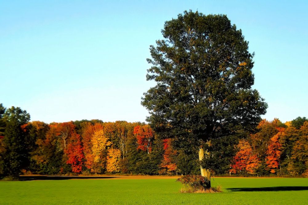 Photograph by A. G. Bisschop