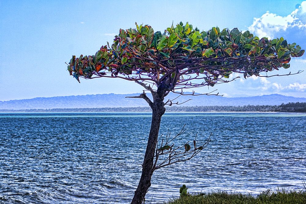 Photograph by A. G. Bisschop