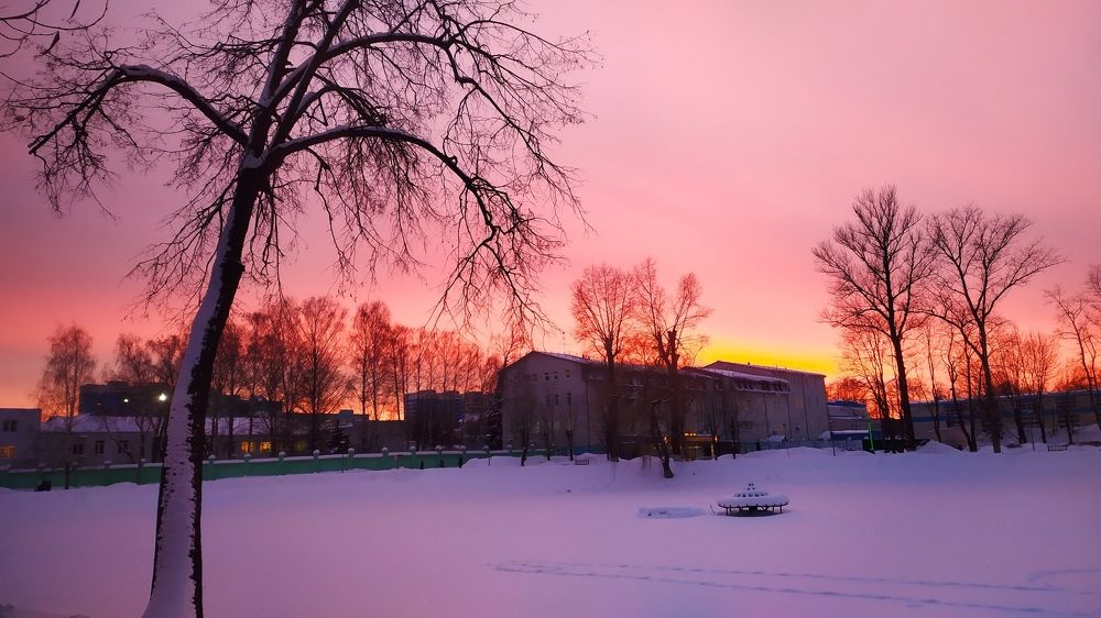 старая липа на берегу пруда